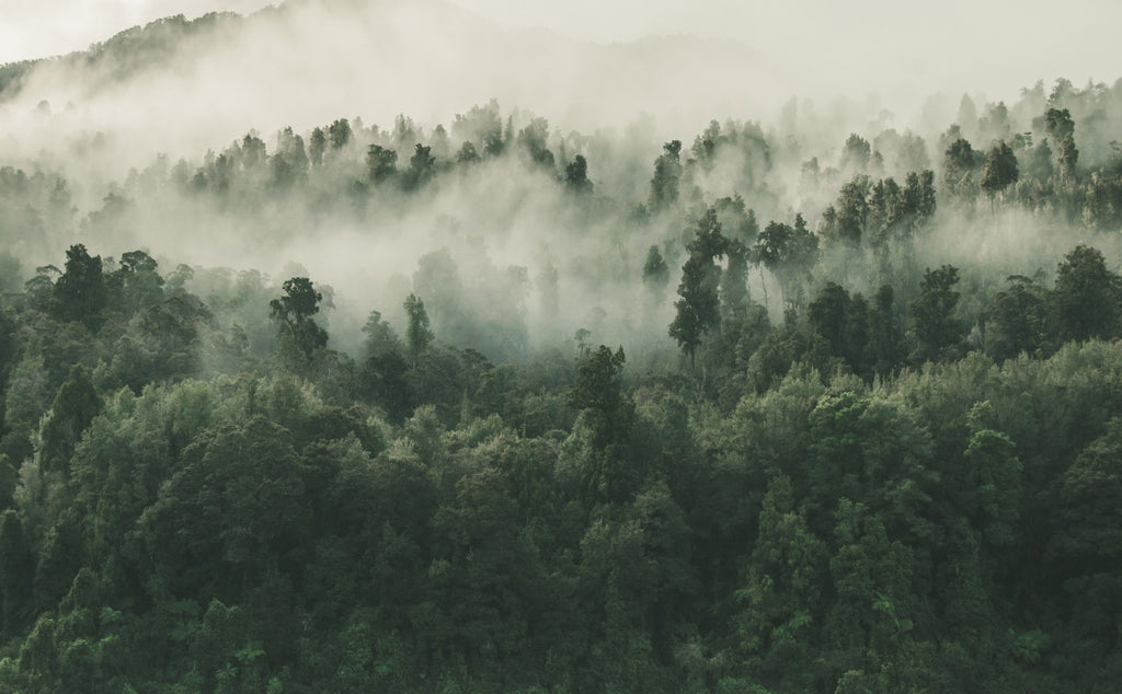 Wald im Nebel. Kaufe unsere Riegel und unterstütze unser Aufforstungs-Ziel