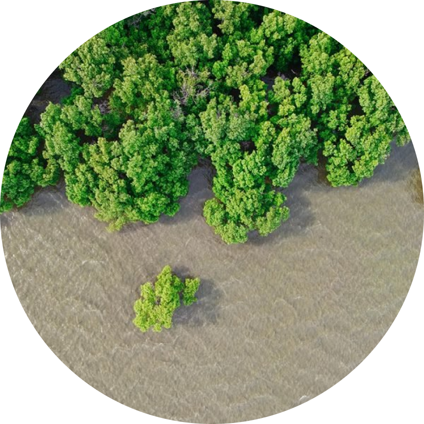 Pflanze mit uns Bäume und sage dem Klimawandel den Kampf an